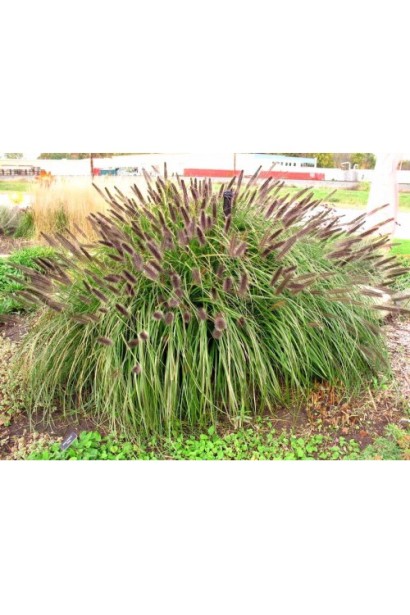 Компактний кущ `Karley Rose`